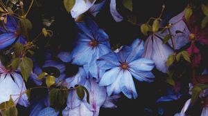 Preview wallpaper flowers, blue, bloom, decorative, plant