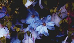 Preview wallpaper flowers, blue, bloom, decorative, plant