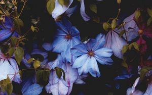 Preview wallpaper flowers, blue, bloom, decorative, plant