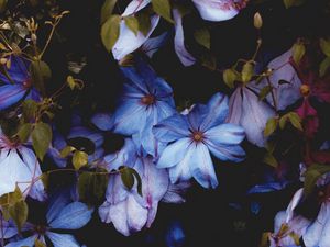 Preview wallpaper flowers, blue, bloom, decorative, plant