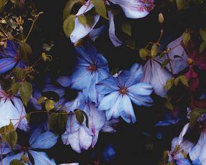 Preview wallpaper flowers, blue, bloom, decorative, plant