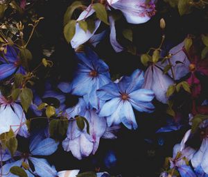 Preview wallpaper flowers, blue, bloom, decorative, plant