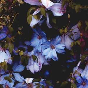 Preview wallpaper flowers, blue, bloom, decorative, plant
