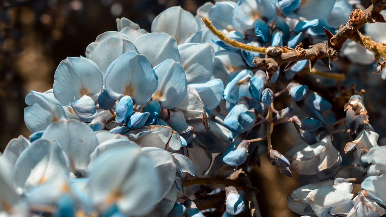 Wallpaper flowers, blue, branch, plant, blooms, spring