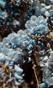 Preview wallpaper flowers, blue, branch, plant, blooms, spring