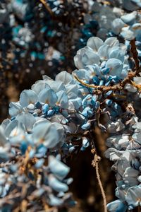 Preview wallpaper flowers, blue, branch, plant, blooms, spring