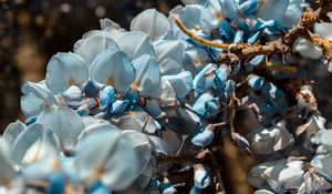 Preview wallpaper flowers, blue, branch, plant, blooms, spring