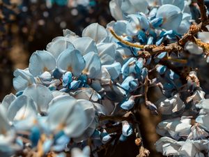 Preview wallpaper flowers, blue, branch, plant, blooms, spring