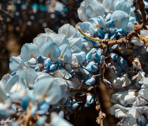 Preview wallpaper flowers, blue, branch, plant, blooms, spring
