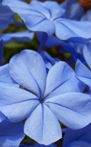 Preview wallpaper flowers, blue, close-up