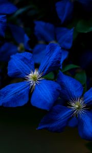 Preview wallpaper flowers, blue, closeup, flowering, plant