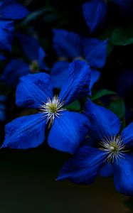 Preview wallpaper flowers, blue, closeup, flowering, plant