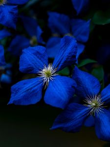 Preview wallpaper flowers, blue, closeup, flowering, plant