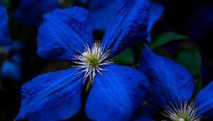 Preview wallpaper flowers, blue, closeup, flowering, plant