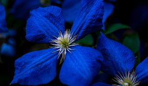 Preview wallpaper flowers, blue, closeup, flowering, plant