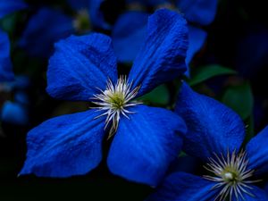 Preview wallpaper flowers, blue, closeup, flowering, plant