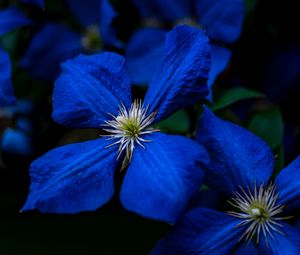 Preview wallpaper flowers, blue, closeup, flowering, plant