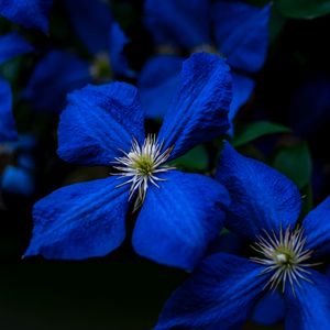 Preview wallpaper flowers, blue, closeup, flowering, plant