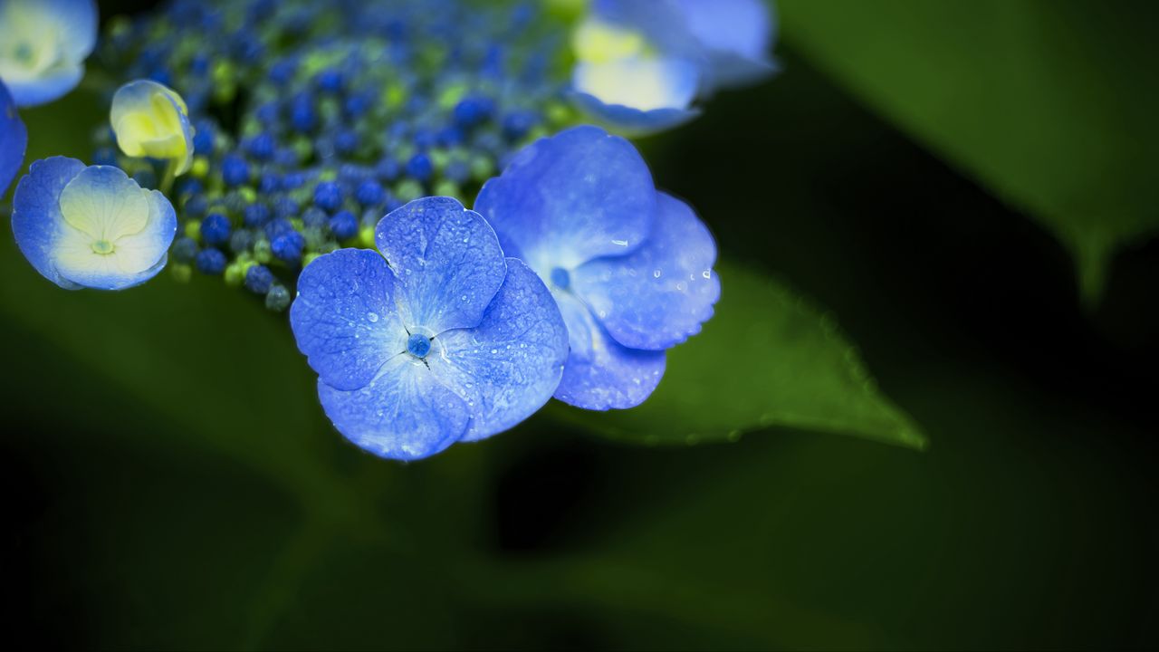 Wallpaper flowers, blue, drops, macro