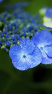 Preview wallpaper flowers, blue, drops, macro