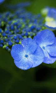 Preview wallpaper flowers, blue, drops, macro