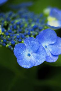 Preview wallpaper flowers, blue, drops, macro