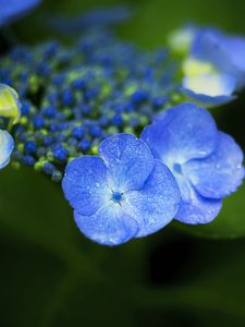 Preview wallpaper flowers, blue, drops, macro