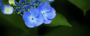 Preview wallpaper flowers, blue, drops, macro