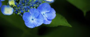 Preview wallpaper flowers, blue, drops, macro