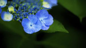 Preview wallpaper flowers, blue, drops, macro