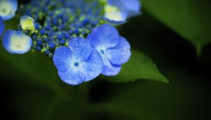 Preview wallpaper flowers, blue, drops, macro