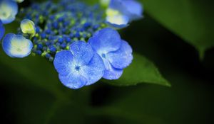 Preview wallpaper flowers, blue, drops, macro