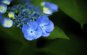 Preview wallpaper flowers, blue, drops, macro