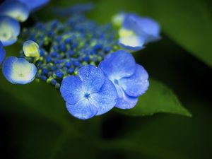 Preview wallpaper flowers, blue, drops, macro