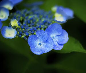 Preview wallpaper flowers, blue, drops, macro