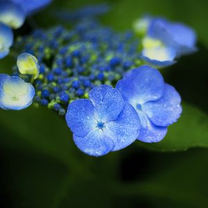 Preview wallpaper flowers, blue, drops, macro