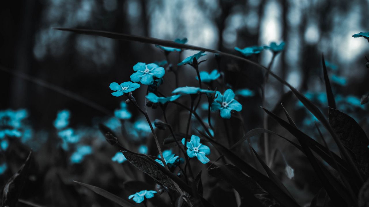 Wallpaper flowers, blue, field, blur