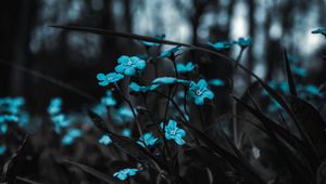 Preview wallpaper flowers, blue, field, blur