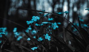 Preview wallpaper flowers, blue, field, blur