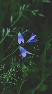 Preview wallpaper flowers, blue, field, grass, closeup