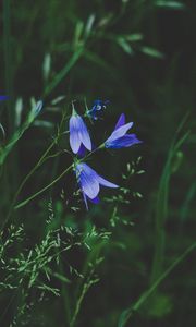 Preview wallpaper flowers, blue, field, grass, closeup