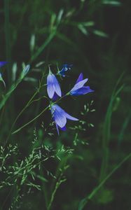 Preview wallpaper flowers, blue, field, grass, closeup