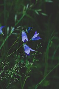 Preview wallpaper flowers, blue, field, grass, closeup