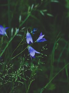 Preview wallpaper flowers, blue, field, grass, closeup
