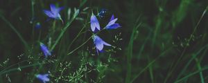 Preview wallpaper flowers, blue, field, grass, closeup