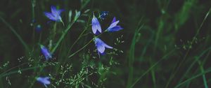 Preview wallpaper flowers, blue, field, grass, closeup