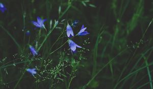 Preview wallpaper flowers, blue, field, grass, closeup