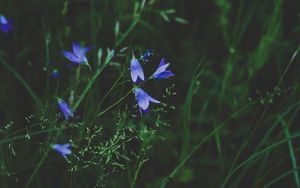 Preview wallpaper flowers, blue, field, grass, closeup