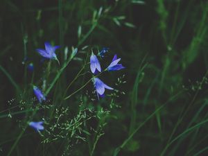 Preview wallpaper flowers, blue, field, grass, closeup