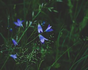 Preview wallpaper flowers, blue, field, grass, closeup